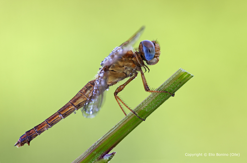 Da classificare, grazie - Crocothemis erythraea